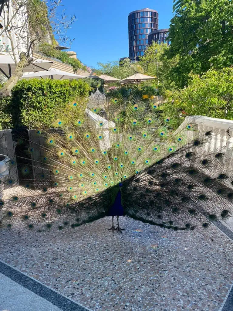 Peacock